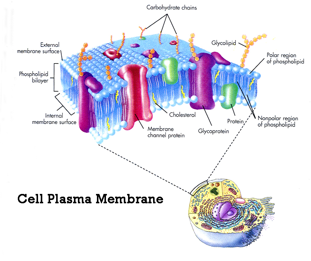 Cell Plasma Membrane